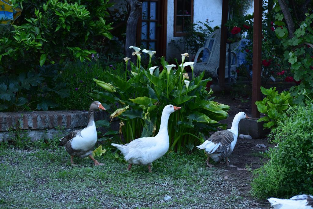 Country house Rural Casa Quinta Peumayen Isla de Maipo